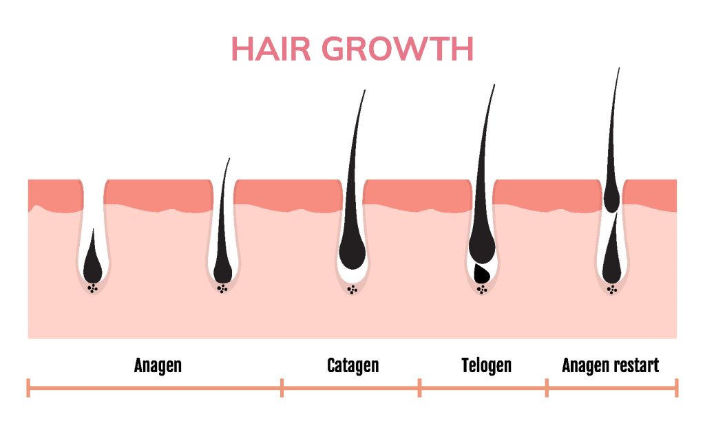 "hair growth phases"