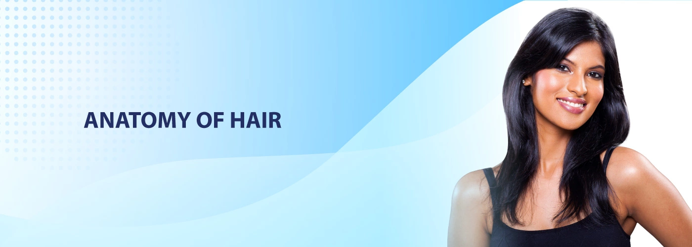 anatomy-of-hair-vcare