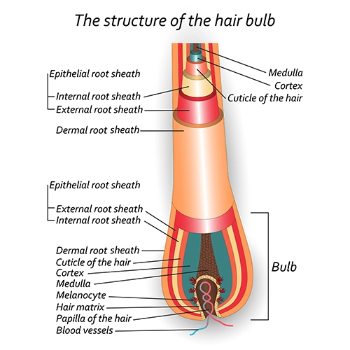 bulb of hair