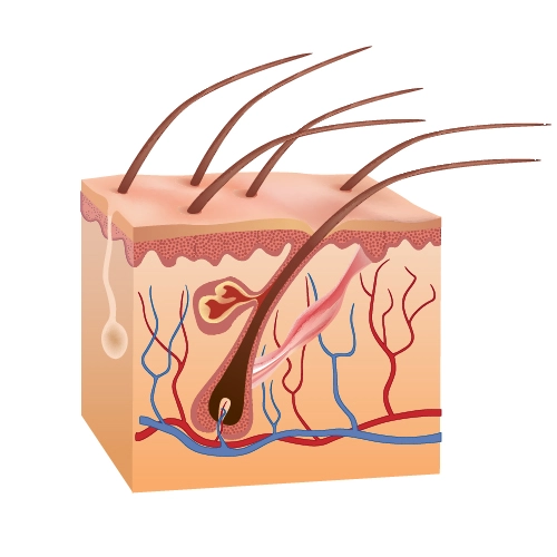 Lymph Vessels of Hair VCare