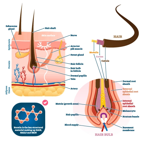 anatomy of hair