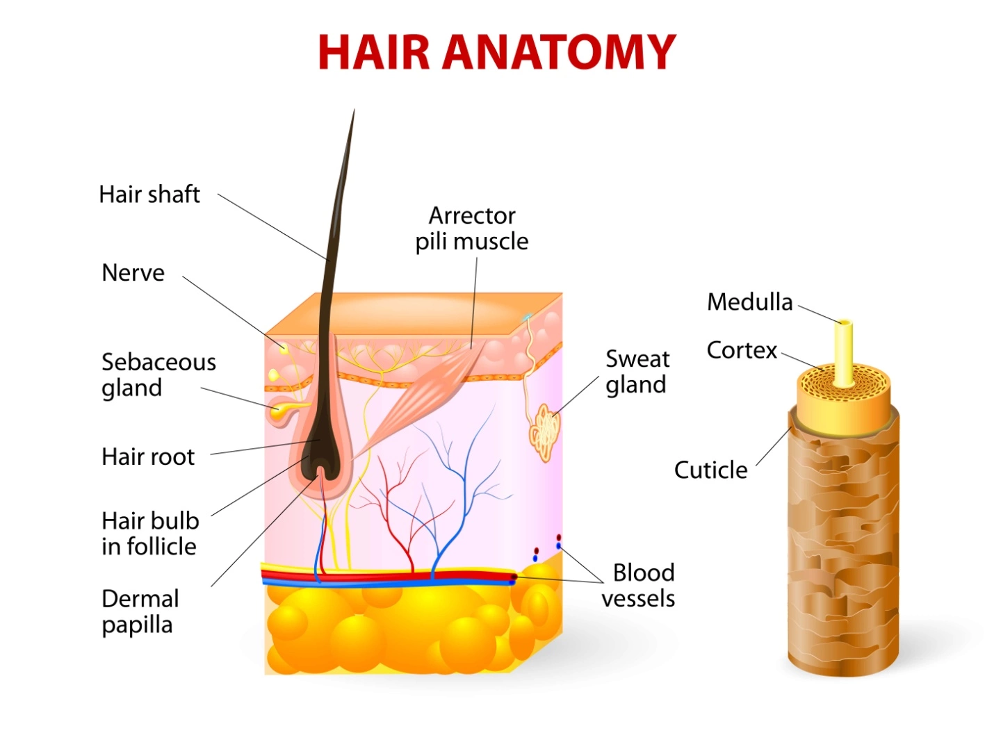 anatomy of hair