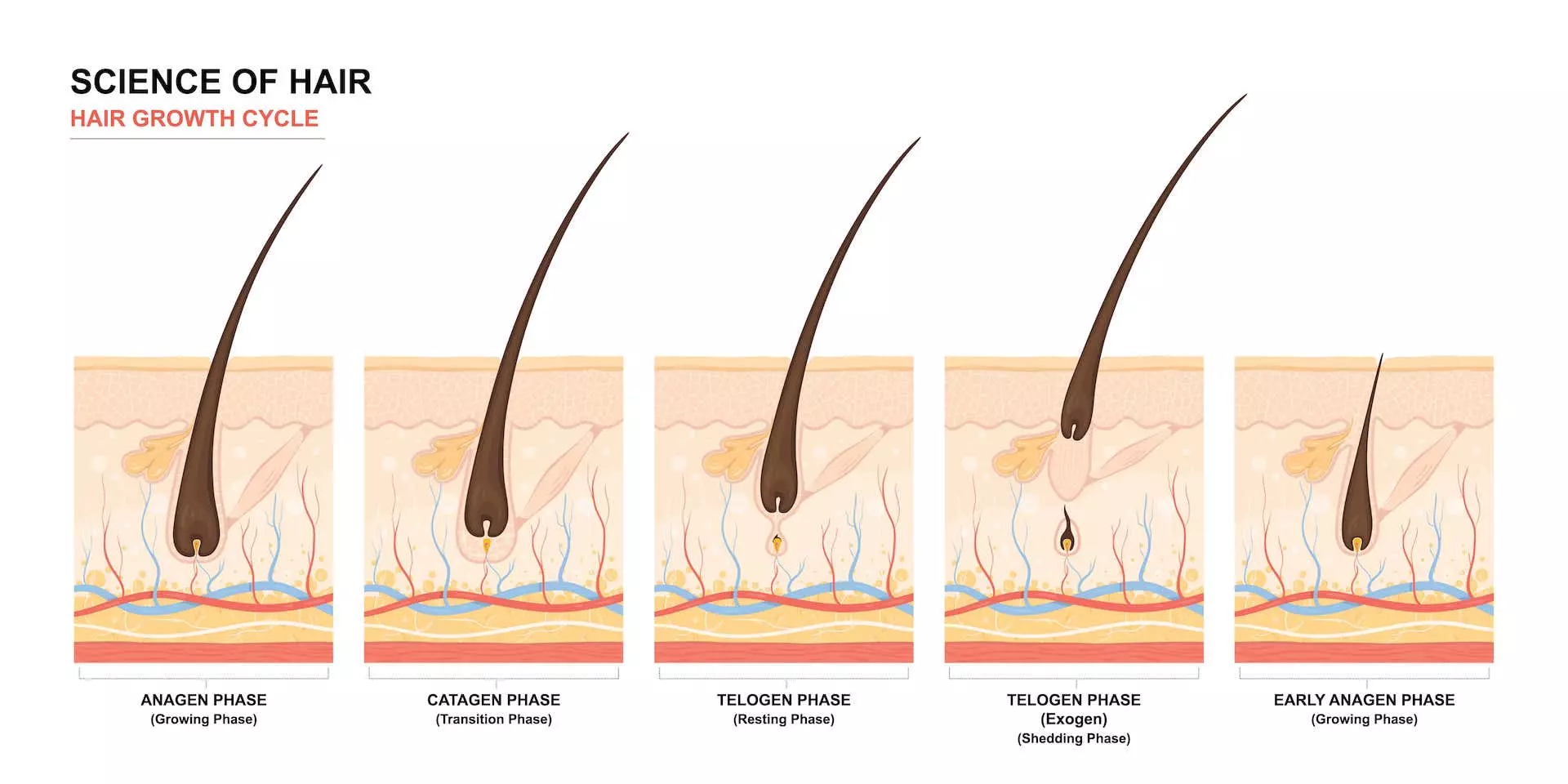 Hair Growth Cycle â Salient features You Need to Know  Updated 2023   Credihealth